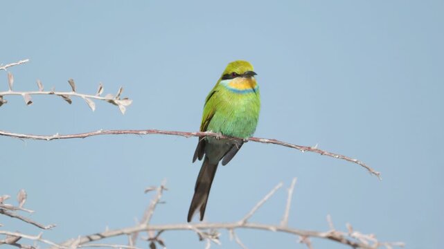 a front view of a swallow-tailed bee-eater on a perch near chudop waterhole of etosha national park in namibia, africa