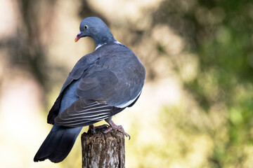 Paloma torcaz (Columba palumbus) a punto de emprender el vuelo © FranciscoJose