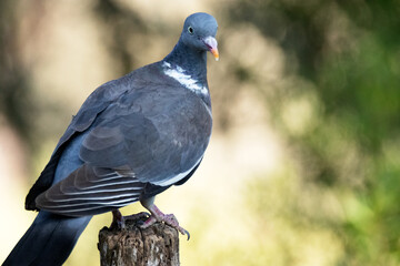 Paloma torcaz (Columba palumbus) confiada en su posadero © FranciscoJose