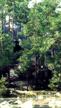In a quiet forest, sunlight shines through tall trees. The scene shows green leaves and rocks on the ground. It is early morning, and the atmosphere is fresh and lively.