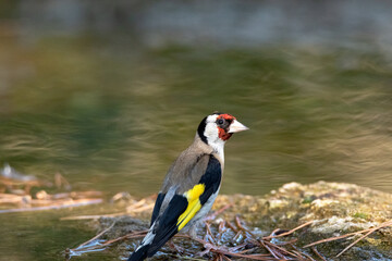 Un solitario y precioso Jilguero (Carduelis Carduelis) © FranciscoJose