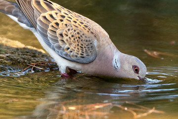 Bebiendo agua en la charca una Tórtola Europea "Streptopelia turtur"​ © FranciscoJose