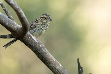 Escribano triguero (Emberiza calandra) en la rama  © FranciscoJose