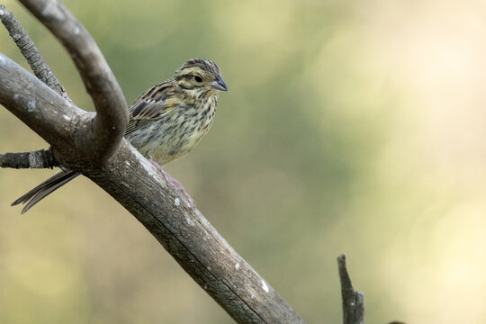 Escribano triguero (Emberiza calandra) en la rama 