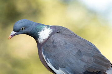 Paloma torcaz (Columba palumbus) estirándose en la rama del pino  © FranciscoJose