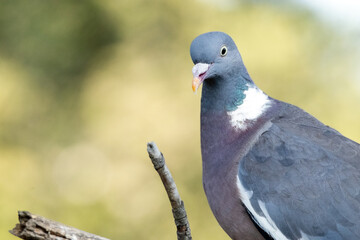 Una alegre y preciosa Paloma torcaz (Columba palumbus) © FranciscoJose