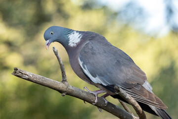 Paloma torcaz (Columba palumbus) a punto de tirarse  © FranciscoJose