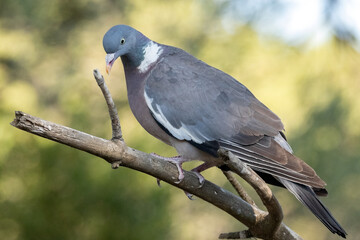 Paloma torcaz (Columba palumbus) en la rama desando tirarse a la charca © FranciscoJose