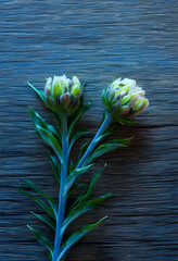 Obraz premium Two green flower buds with long stems and leaves on a rustic dark wooden background, nature and growth concept, the natural texture of the wood provides a contrasting backdrop for the fresh