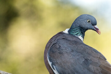 Paloma torcaz (Columba palumbus) inquieta en la rama © FranciscoJose