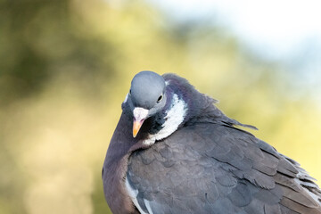 Observando su alrededor para su tranquilidad. Paloma torcaz (Columba palumbus) © FranciscoJose