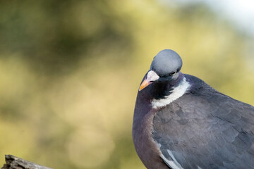 Un ejemplar de gran porte. Paloma torcaz (Columba palumbus) © FranciscoJose