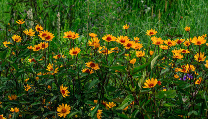 Obraz premium A patch of golden Oxeye Sunflowers blooming in a Summer Garden.