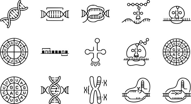 Gene & Genetic Code Outline Icon Set. Collection of biology line icons, including gene, genetic code, DNA sequence, heredity, genetic information, and more. Editable stroke.