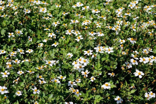 blooming bidens in the garden

