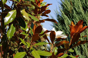 magnolia grandiflora in the garden   © laykamars