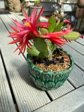 Cactus Easter Cactus Hatiora gaertneri