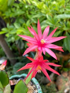 Easter Cactus (Hatiora gaertneri) epiphytic succulent blooming with bright pink star shaped petals. Featuring flat green segmented stems and radial flowers. Ornamental plant native to Brazil.