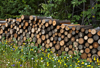 Obraz premium Stacked firewood logs with bark and cut ends, surrounded by green foliage and wildflowers in a forest setting, the logs are surrounded by lush green foliage and a variety of colorful wildflowers