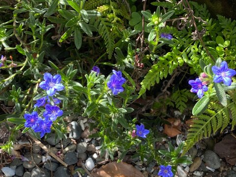 Purple gromwell Lithodora diffusa Flower evergreen trailing mat forming shrub. Hairy dark green leaves bright azure blue tubular star shaped blooms thriving in rocky rockery ground cover.