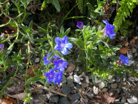 Purple gromwell Lithodora diffusa Flower evergreen trailing mat forming shrub. Hairy dark green leaves bright azure blue tubular star shaped blooms thriving in rocky rockery ground cover.