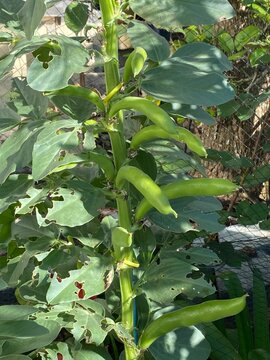 Broad bean Vicia faba Herb. Upright annual legume displaying large green immature seed pods growing thickly from tall stout main stem. Glaucous leaves show typical minor insect chewing damage.
