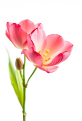 Obraz premium Pink tulip flowers with green stem and bud, spring bloom and growth concept, isolated on a clean white background