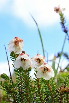 Western Moss Heather (Cassiope Mertensiana) thrive in the alpine environment of Alaska's Talkeetna mountains.