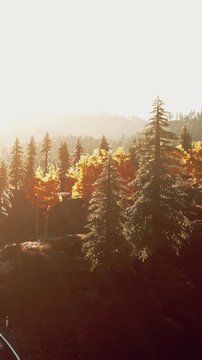 Sunlight shines through tall trees in a forest. The leaves change color to orange and yellow, indicating the arrival of autumn. A few scattered flowers add color to the scene.