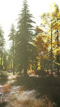 Sunlight filters through tall trees in a forest during autumn. Yellow leaves stand out against green foliage. Grass sways gently in the wind as the season changes.