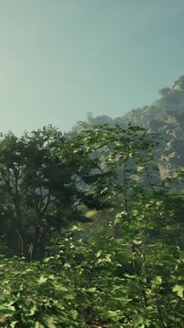 A forest landscape features various trees and plants in the foreground. Sunlight filters through the branches and shines on the vegetation. The scene captures the essence of nature early in the day.