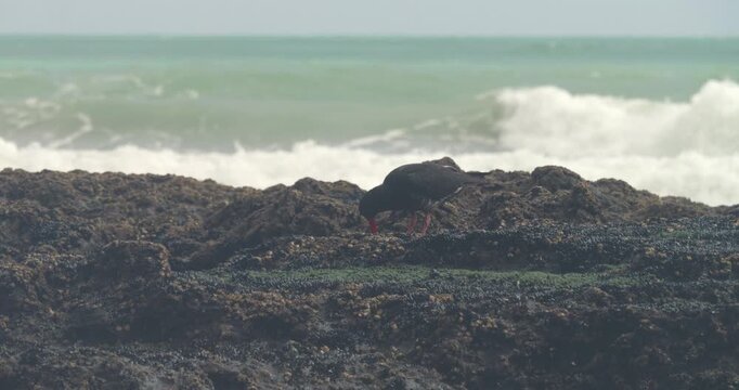 a side view of a variable oystercatcher foraging on rocks during low tide at shipwreck bay of ahipara, new zealand