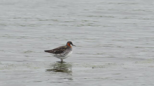 Observe a delicate Red-necked Phalarope bird patiently wading through serene, shallow water on Iceland. This close-up captures the tranquil wildlife and its reflection.