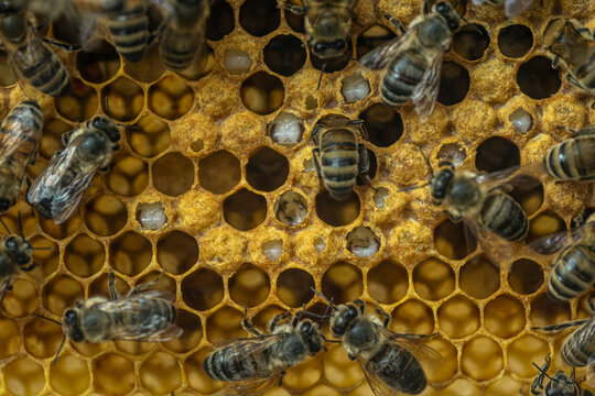 Honey Bees Working on Honeycomb Inside a Beehive. Close Up of Honey Bees on Natural Honeycomb. Active Honey Bee Colony Inside a Beehive.