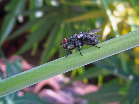 Macro photography of a fly with red eyes resting on a green plant stem with a smooth blurred natural background