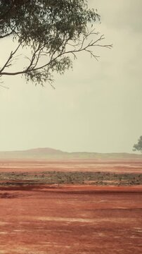 A large tree stands on dry land under the sky. In the background, there are distant hills visible. The ground has a reddish hue. This scene is typical of a rural area during the day.
