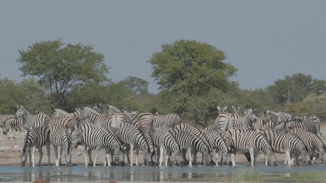 a panning clip of a zebra herd drinking from goas waterhole of etosha national park in namibia, africa