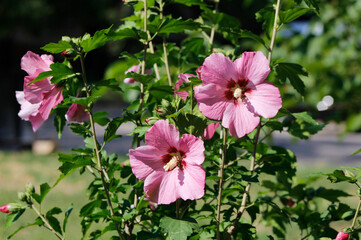 pink hibiscus in the garden © laykamars