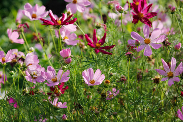 Fototapeta premium blooming cosmos in the garden
