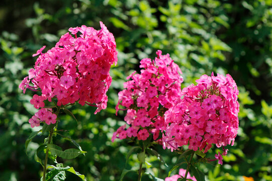 pink phlox in the garden


