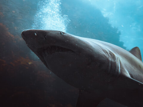 Grey Nurse Shark (Sand Tiger Shark) off Broughton Island.