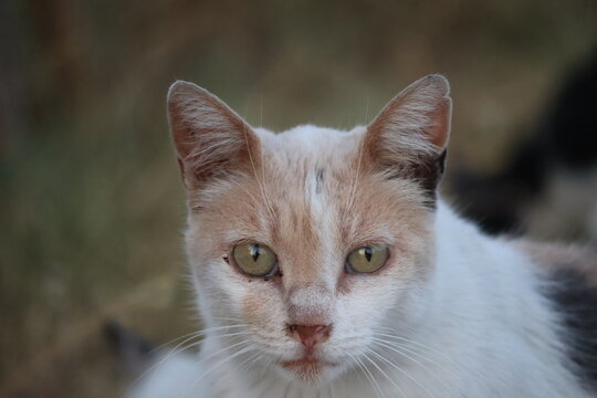 Detailed face shot of a homeless cat with pale orange patches looking attentively into the lens