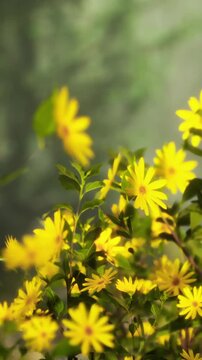 Bright yellow flowers bloom among green leaves in a natural area during daylight. The flowers stand out against a blurred background of grass and trees.