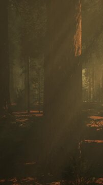 Sunlight shines through the tall trees in a forest. The light creates shadows on the ground. The scene shows a calm atmosphere in nature during the late afternoon hours.