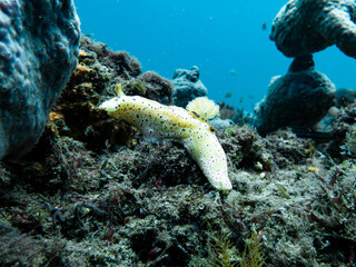 Nudibranch resting on the reef (Ceratosoma) © Michael