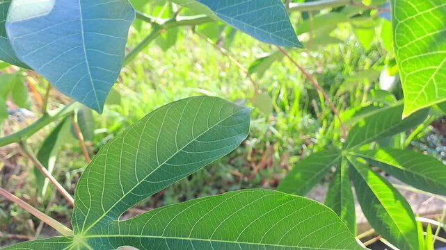 Green cassava plant leaves with sunlit texture. Multiple palmate leaves swaying in garden, blurred grass background, fresh agricultural nature.