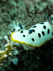 Nudibranch resting on the reef © Michael