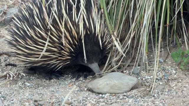 Short beaked echidna (Tachyglossus aculeatus) close up walking along a sandy track on the Fleurieu Peninsula in South Australia in 4K footage