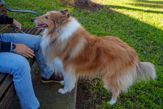 Loyal companion rough collie standing beside owner on wooden park bench during sunny day