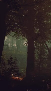 Tall trees stand in a misty forest. Soft light filters through the leaves. The ground shows small plants and fallen leaves. It is early morning, and the atmosphere is quiet.